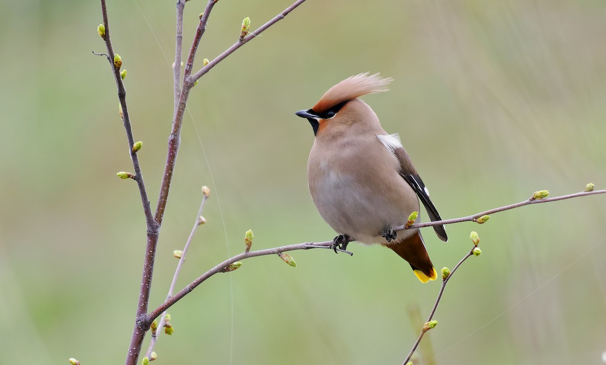Bohemian Waxwing - ML637269427