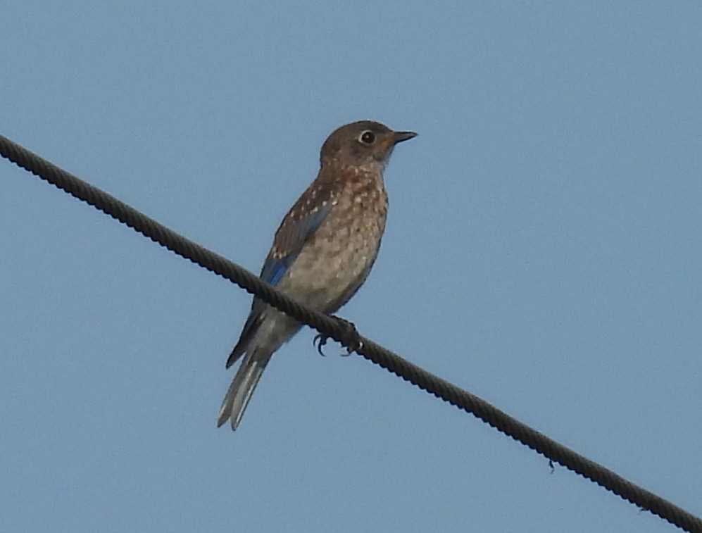 Eastern Bluebird - ML637269489