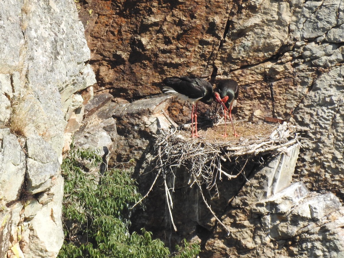 Black Stork - ML637269499