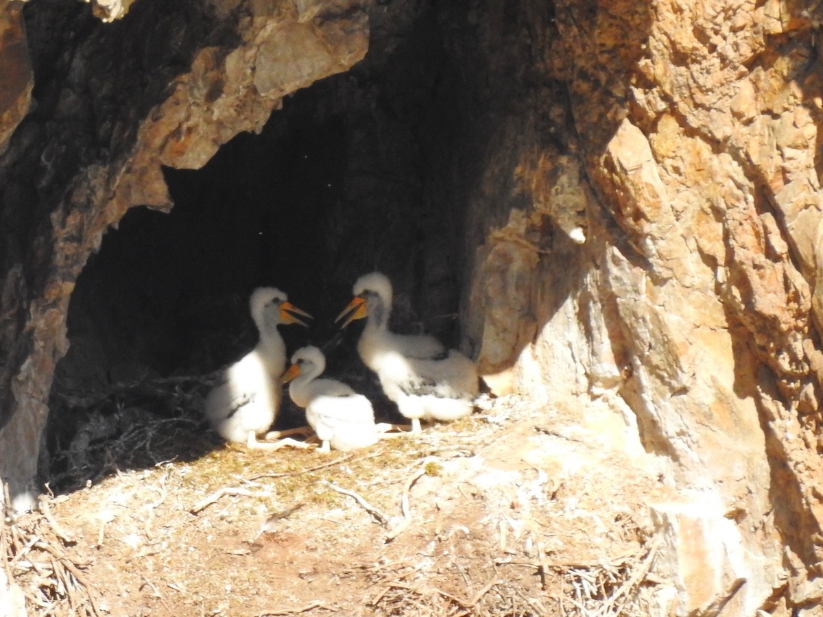 Black Stork - ML637269500
