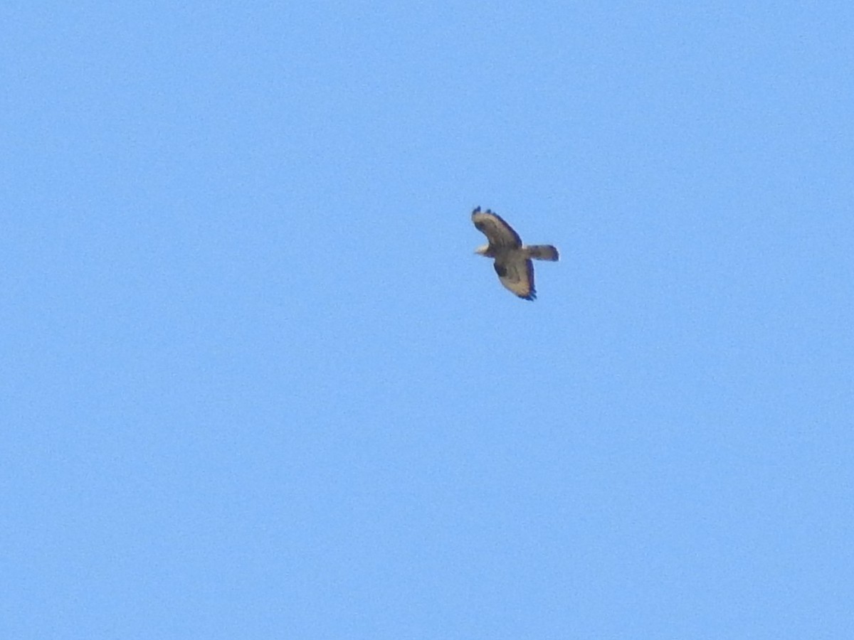 European Honey-buzzard - ML637269514