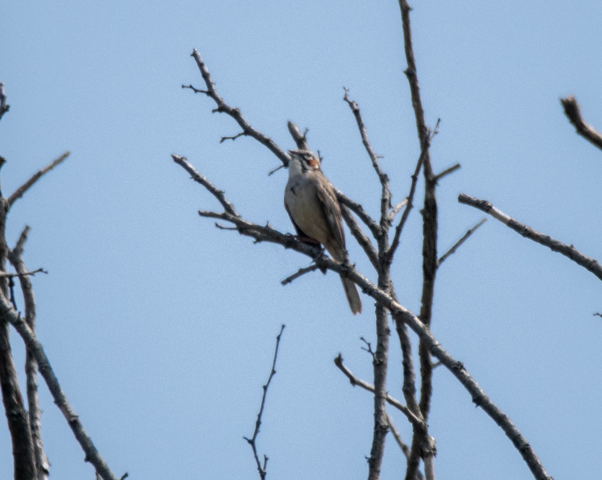 Lark Sparrow - ML637269532