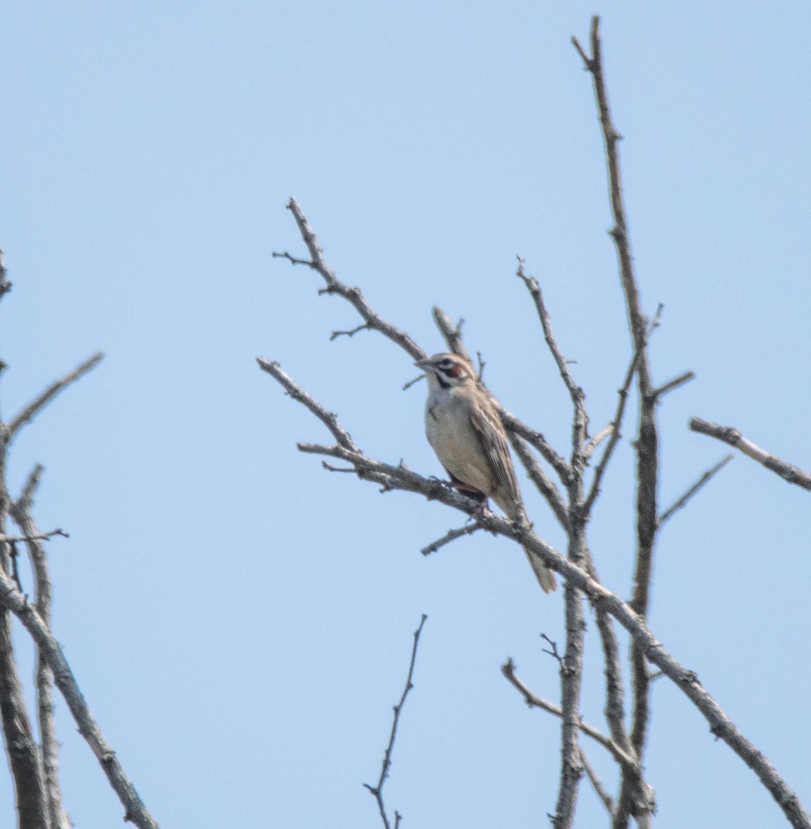 Lark Sparrow - ML637269533