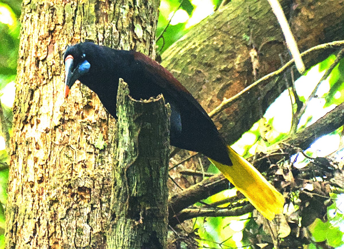 Black Oropendola - ML637269539