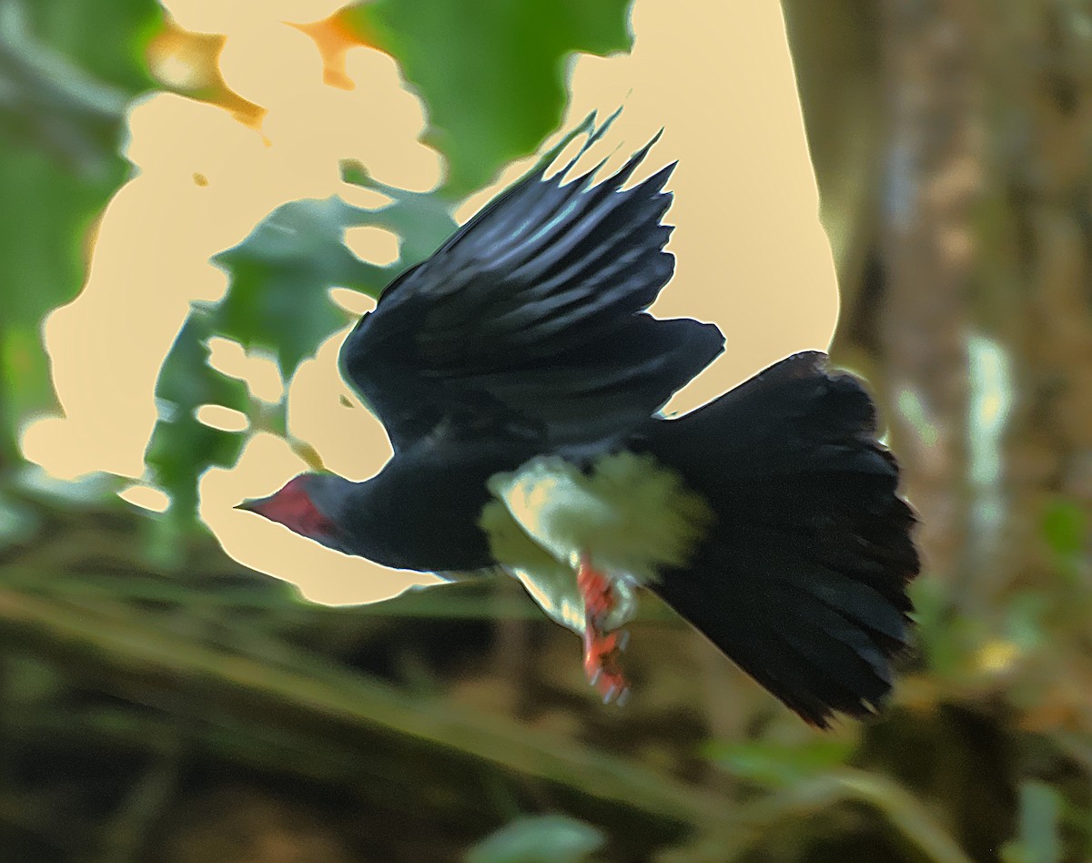 Caracara à gorge rouge - ML637269565