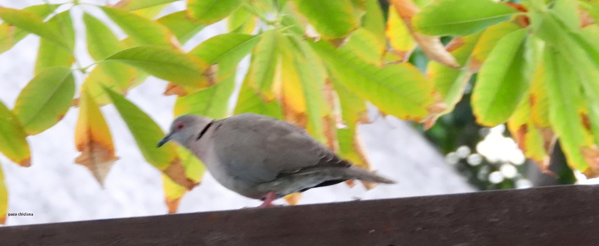 Mourning Collared-Dove - ML637269573