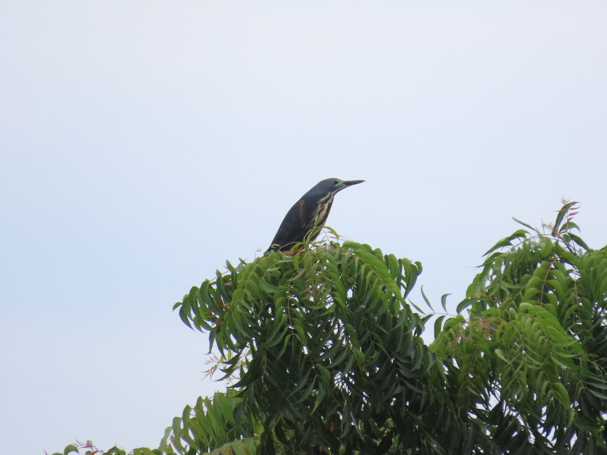 Dwarf Bittern - ML637269637