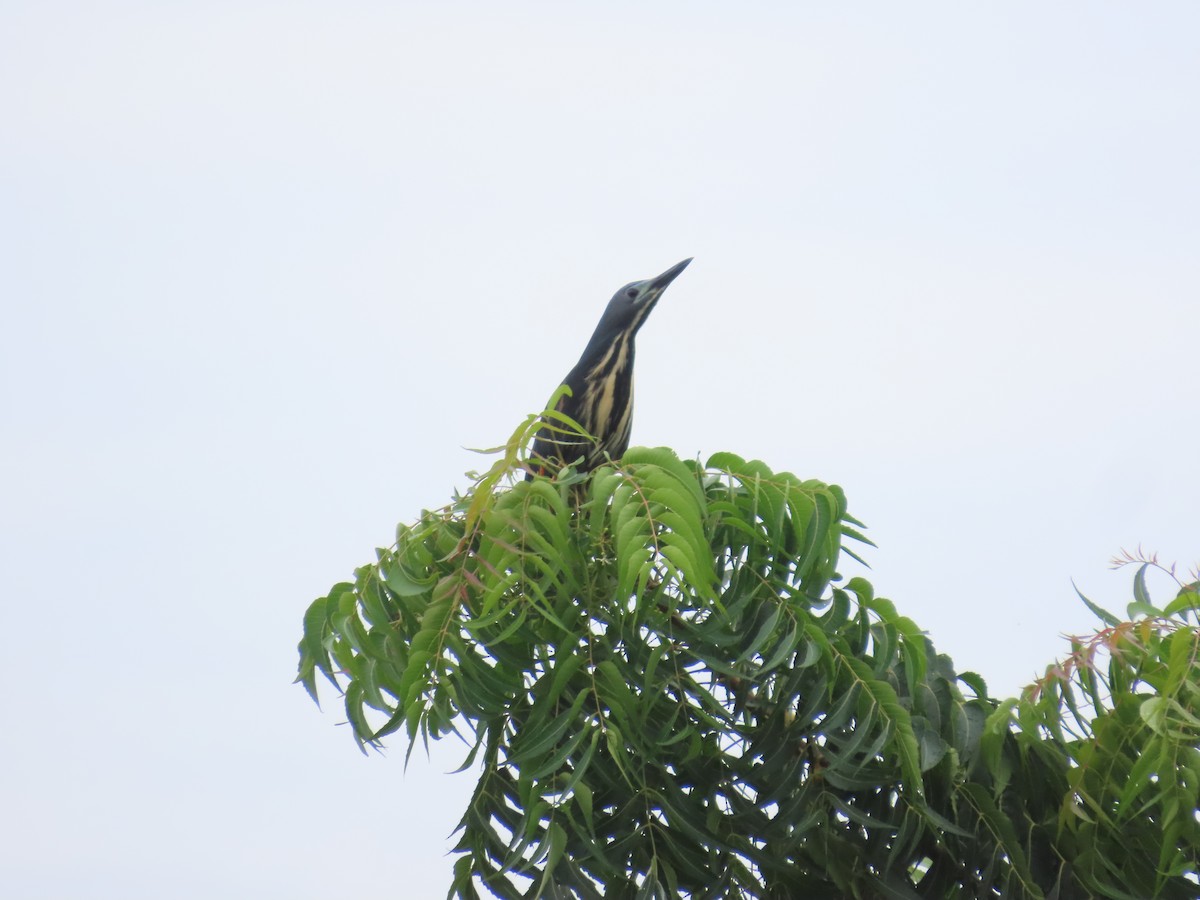 Dwarf Bittern - ML637269638