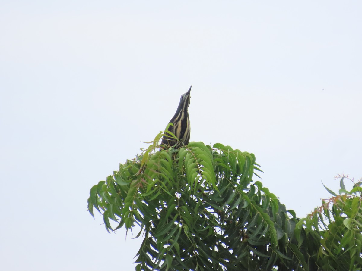 Dwarf Bittern - ML637269639