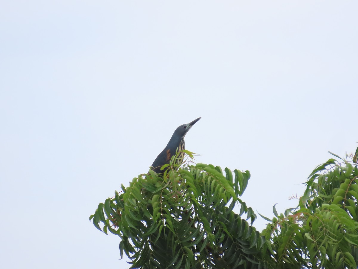 Dwarf Bittern - ML637269640