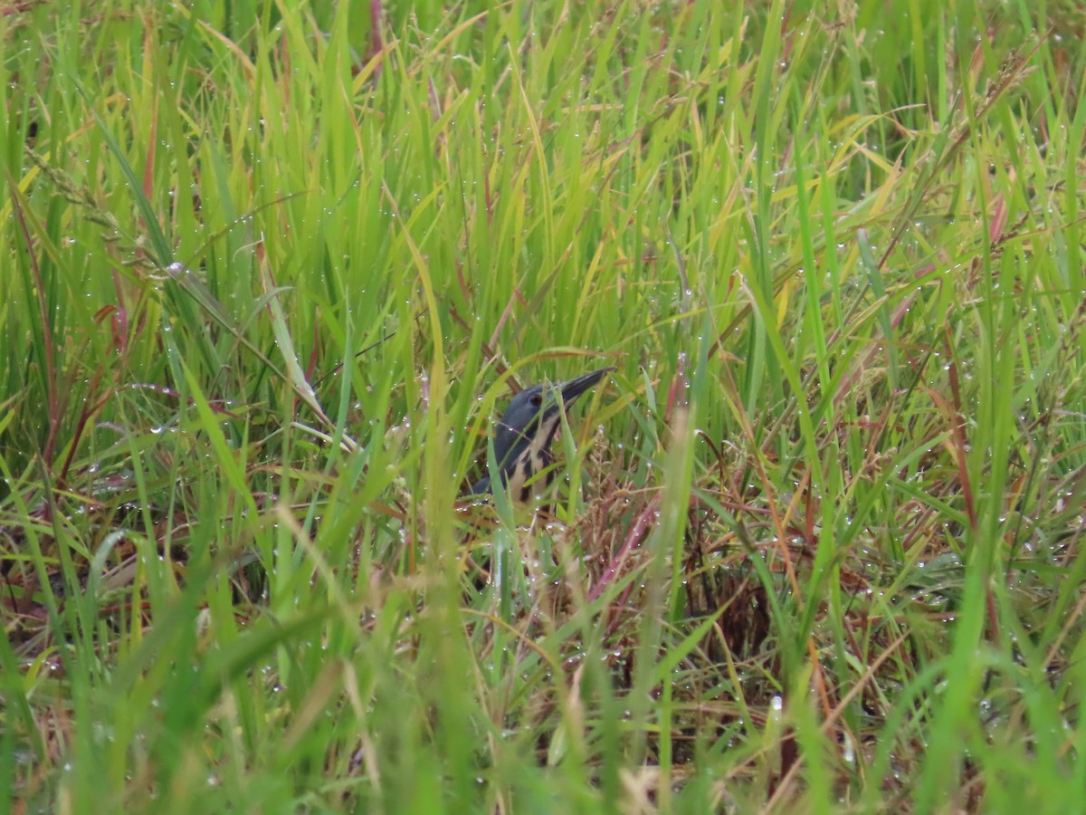 Dwarf Bittern - ML637269642