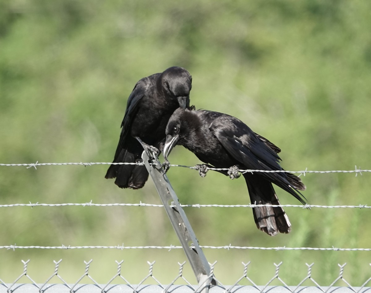 American Crow - ML637269754