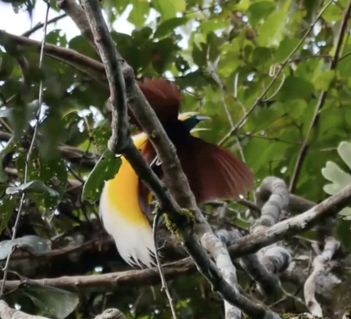 Lesser Bird-of-Paradise - ML637269804