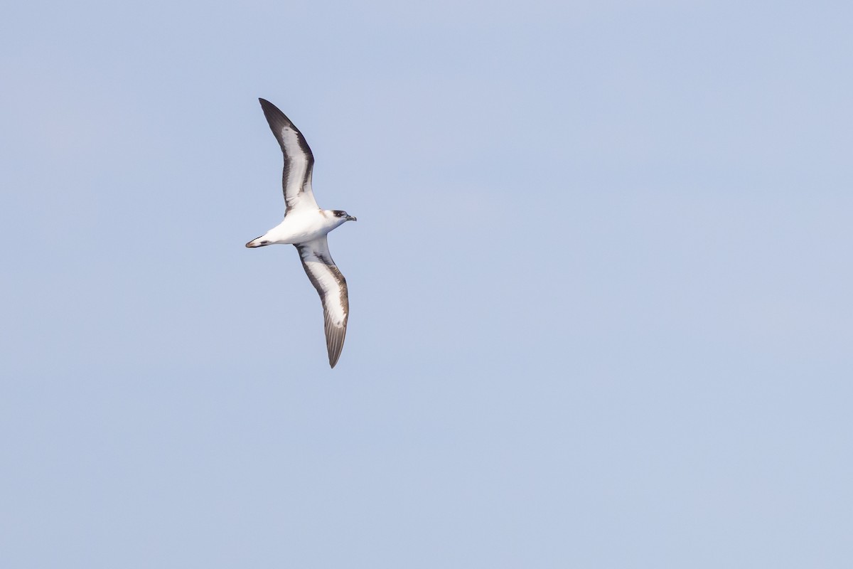 Black-capped Petrel (White-faced) - ML637269861