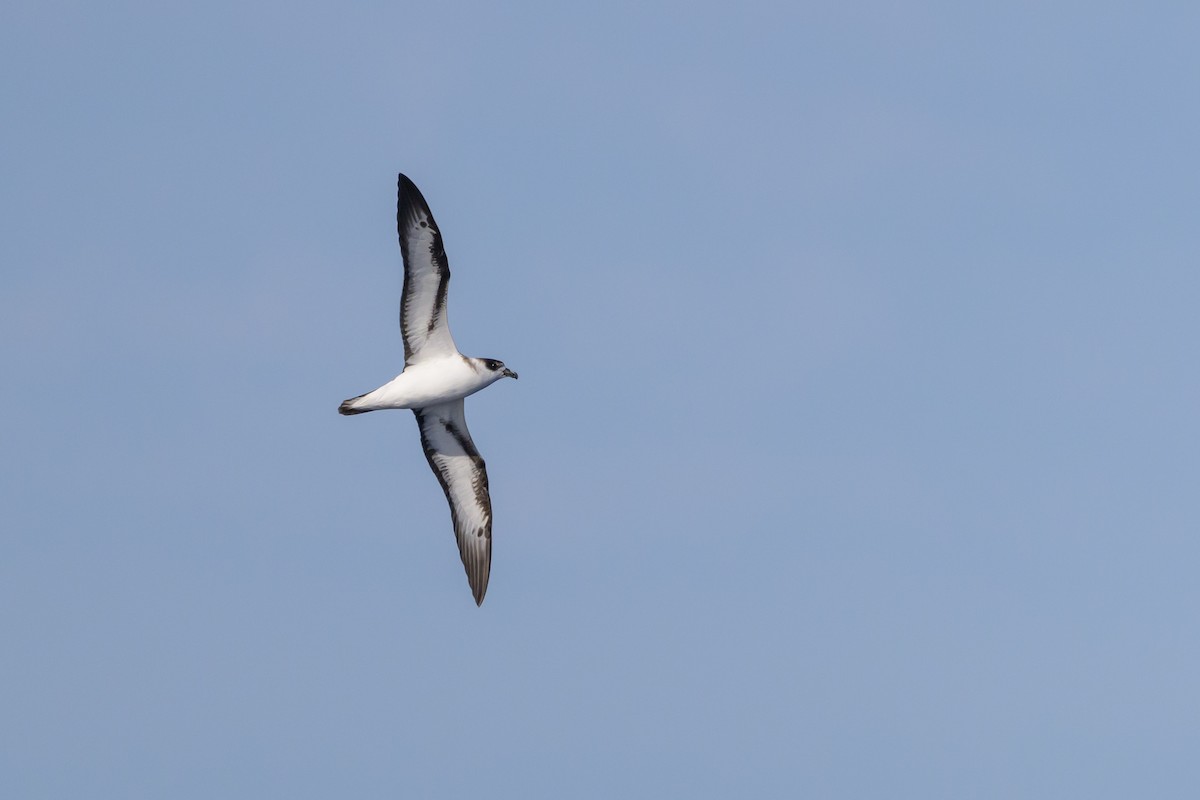 Black-capped Petrel (White-faced) - ML637269862