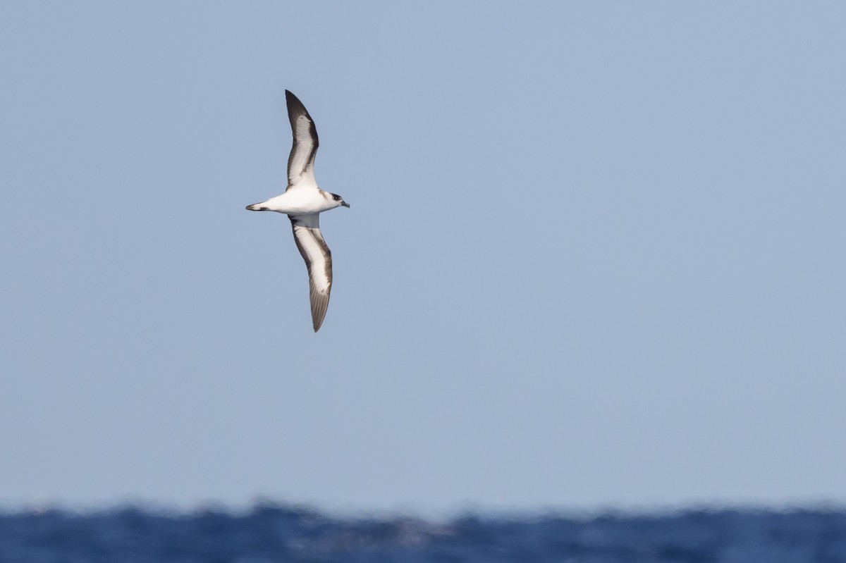 Black-capped Petrel (White-faced) - ML637269883