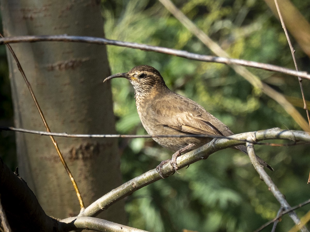 Patagonian Forest Earthcreeper - ML637269922