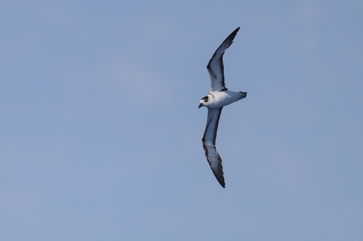 Black-capped Petrel (White-faced) - ML637269965