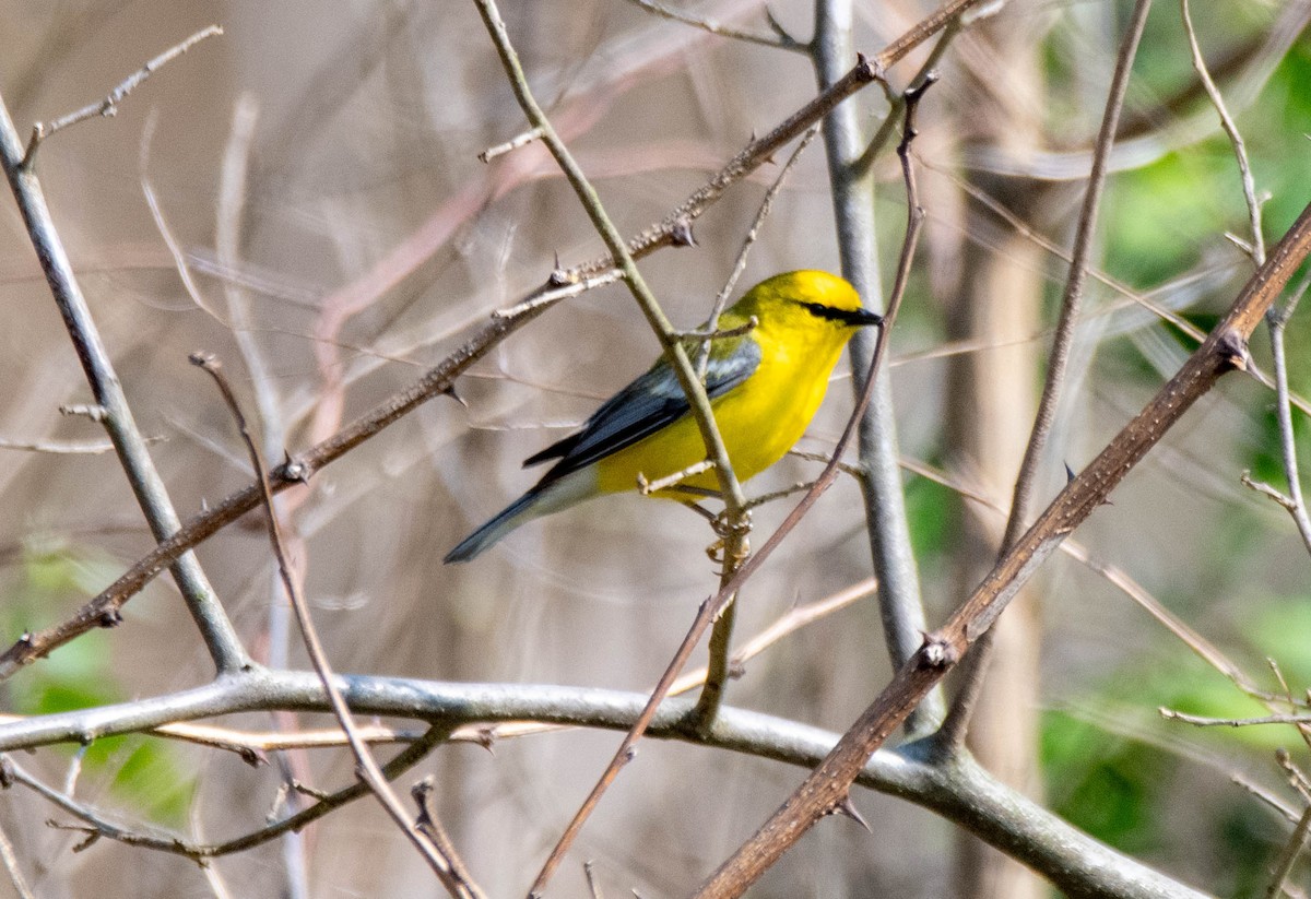 Blue-winged Warbler - ML637270018