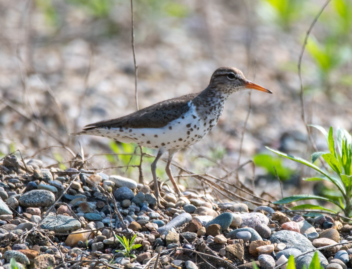 Spotted Sandpiper - ML637270040