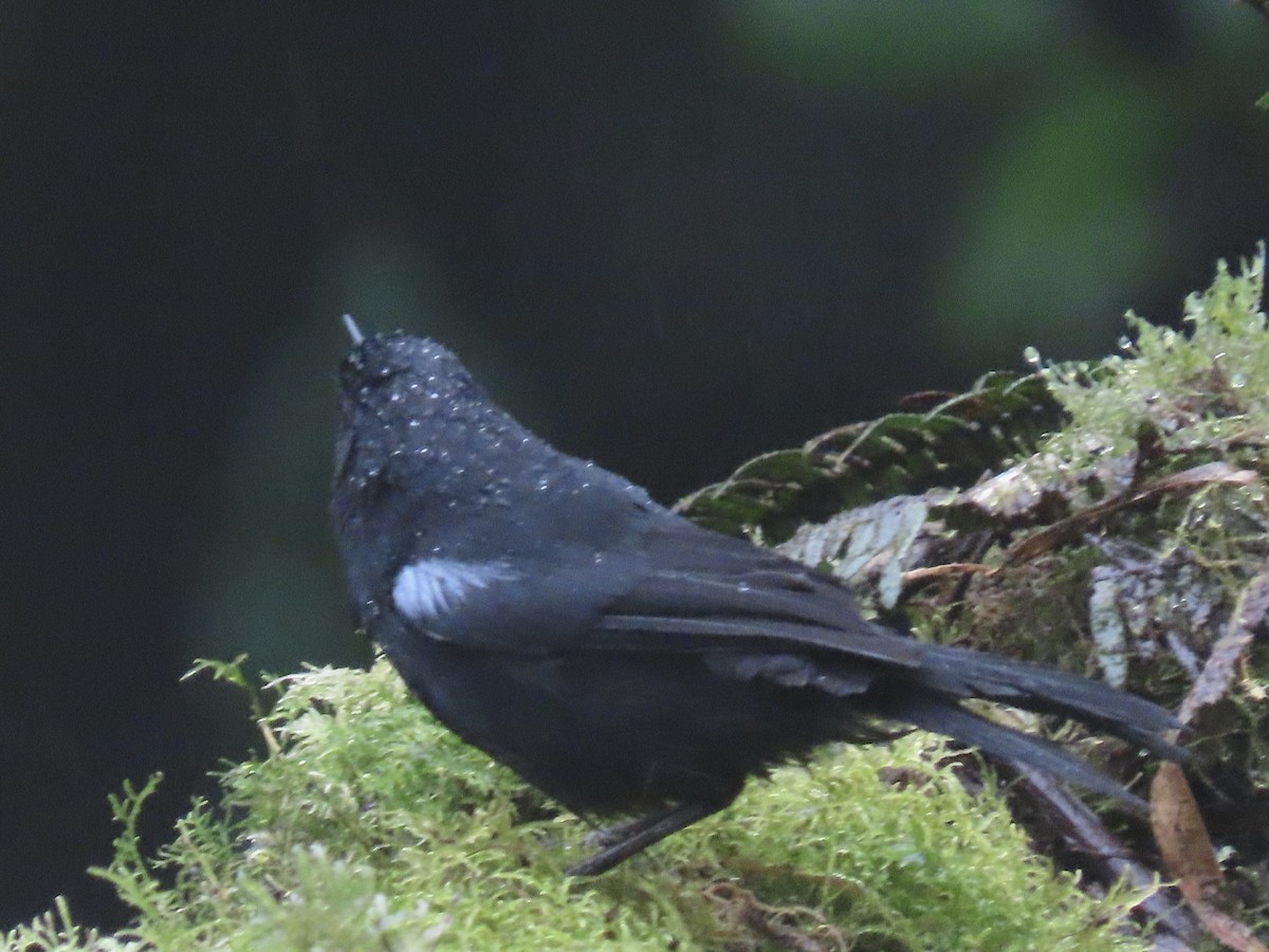 Glossy Flowerpiercer - ML637270156
