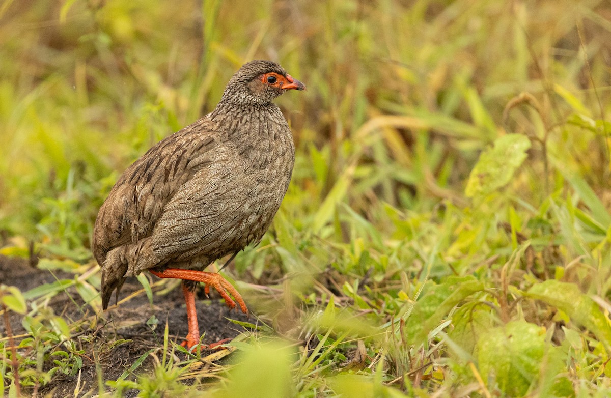 Red-necked Spurfowl - ML637270166