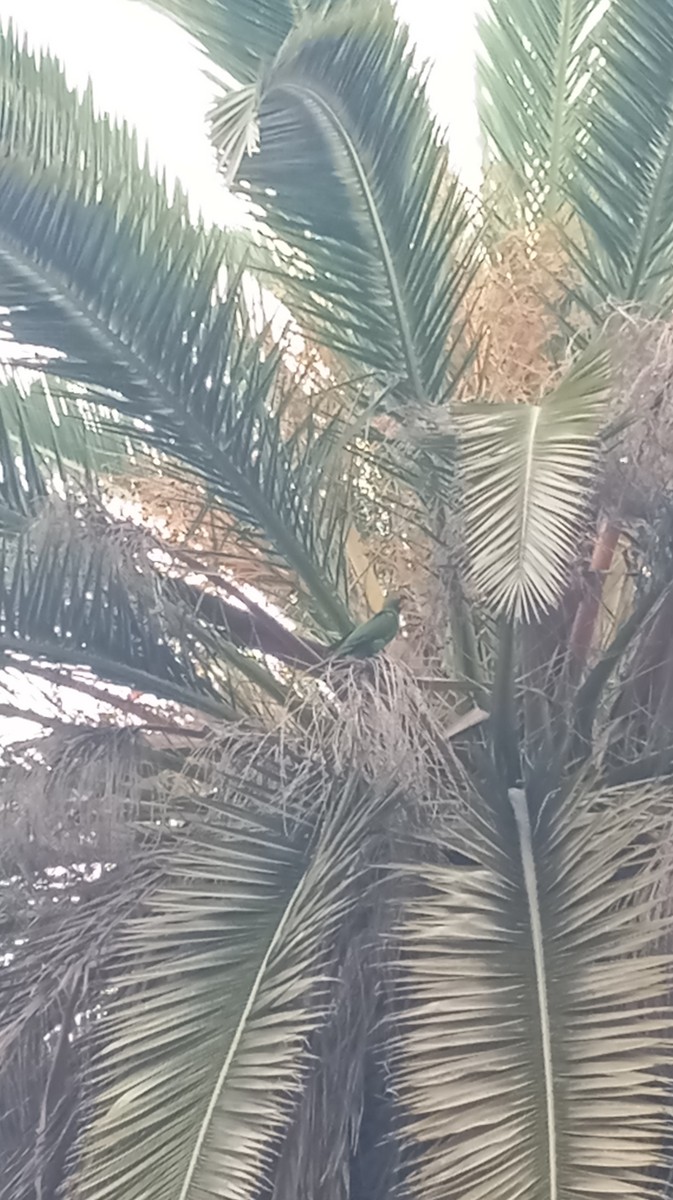 Cordilleran Parakeet - ML637270175