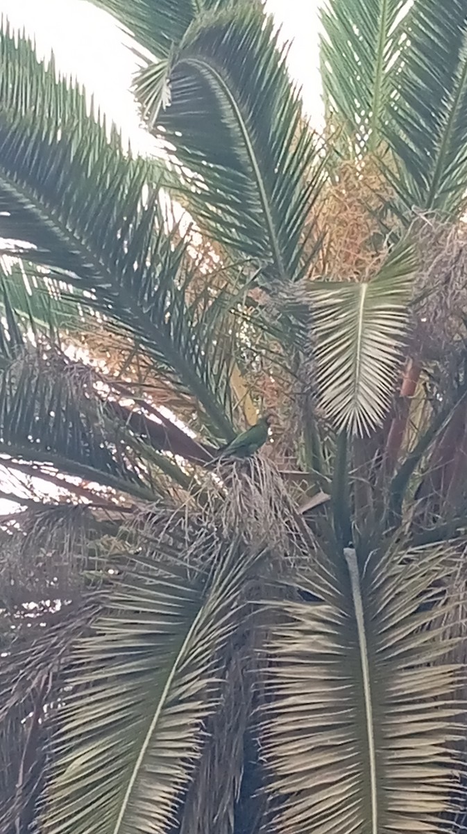 Cordilleran Parakeet - ML637270176