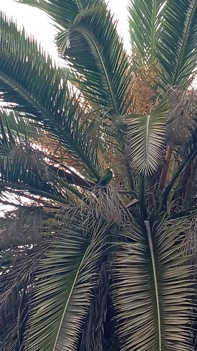 Cordilleran Parakeet - ML637270177