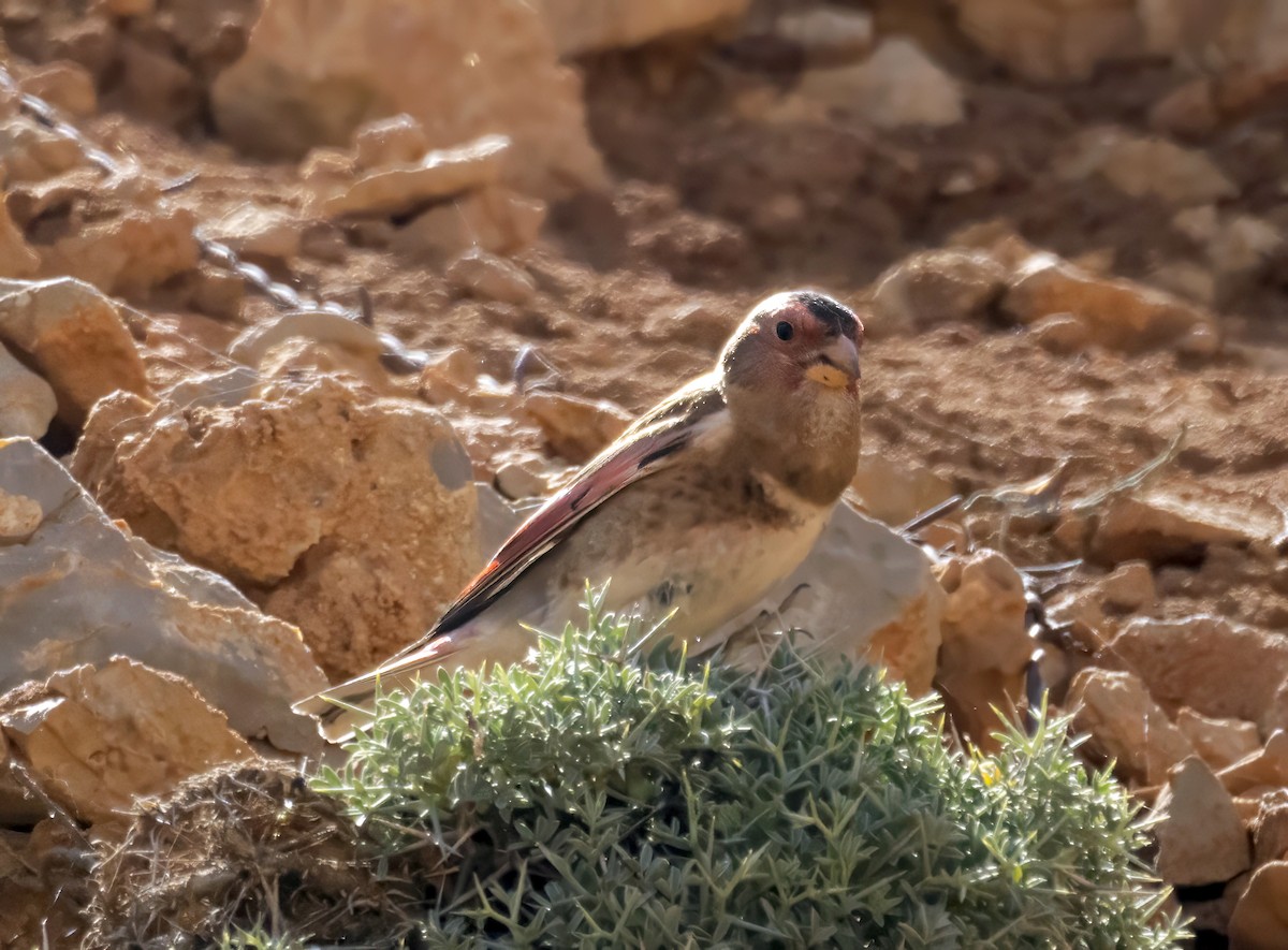 Crimson-winged Finch - ML637270184