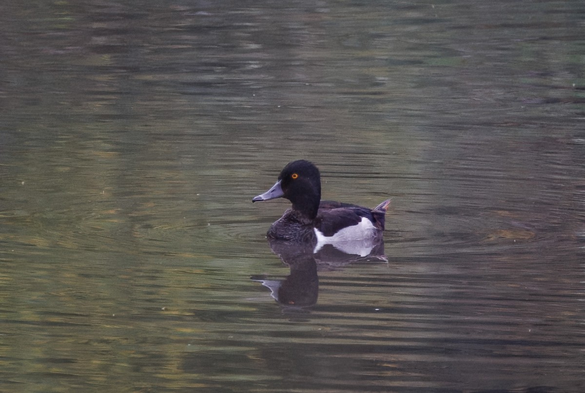 Ring-necked Duck - ML637270210