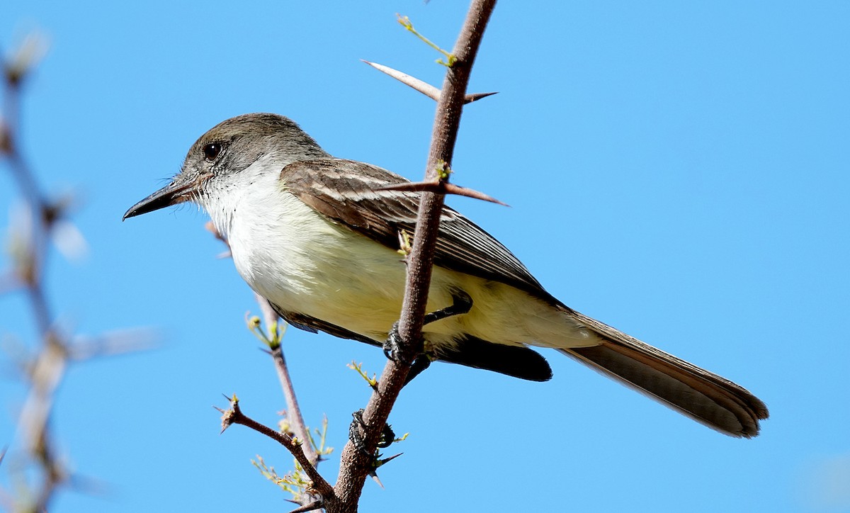 Stolid Flycatcher - ML637270251
