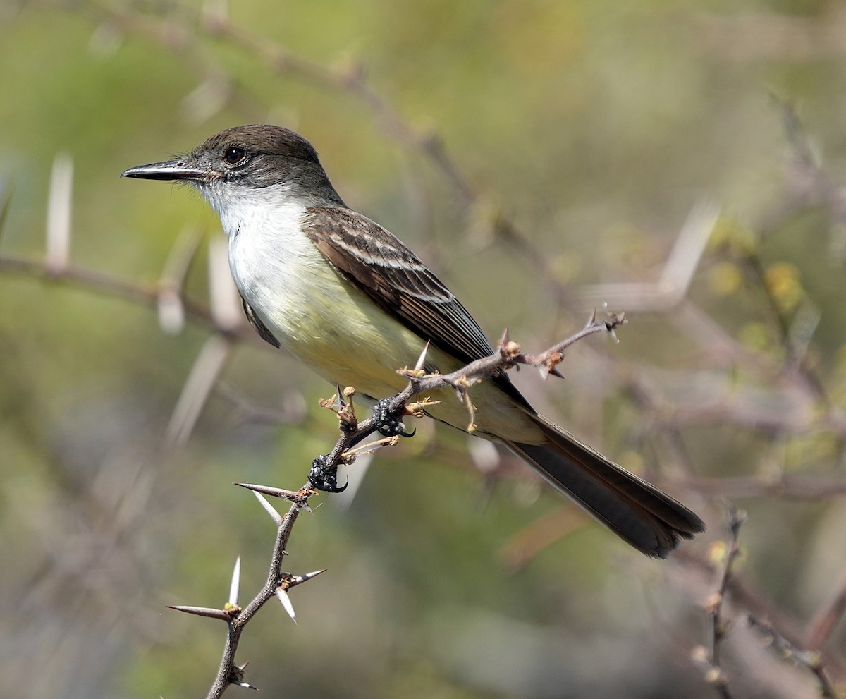 Stolid Flycatcher - ML637270252