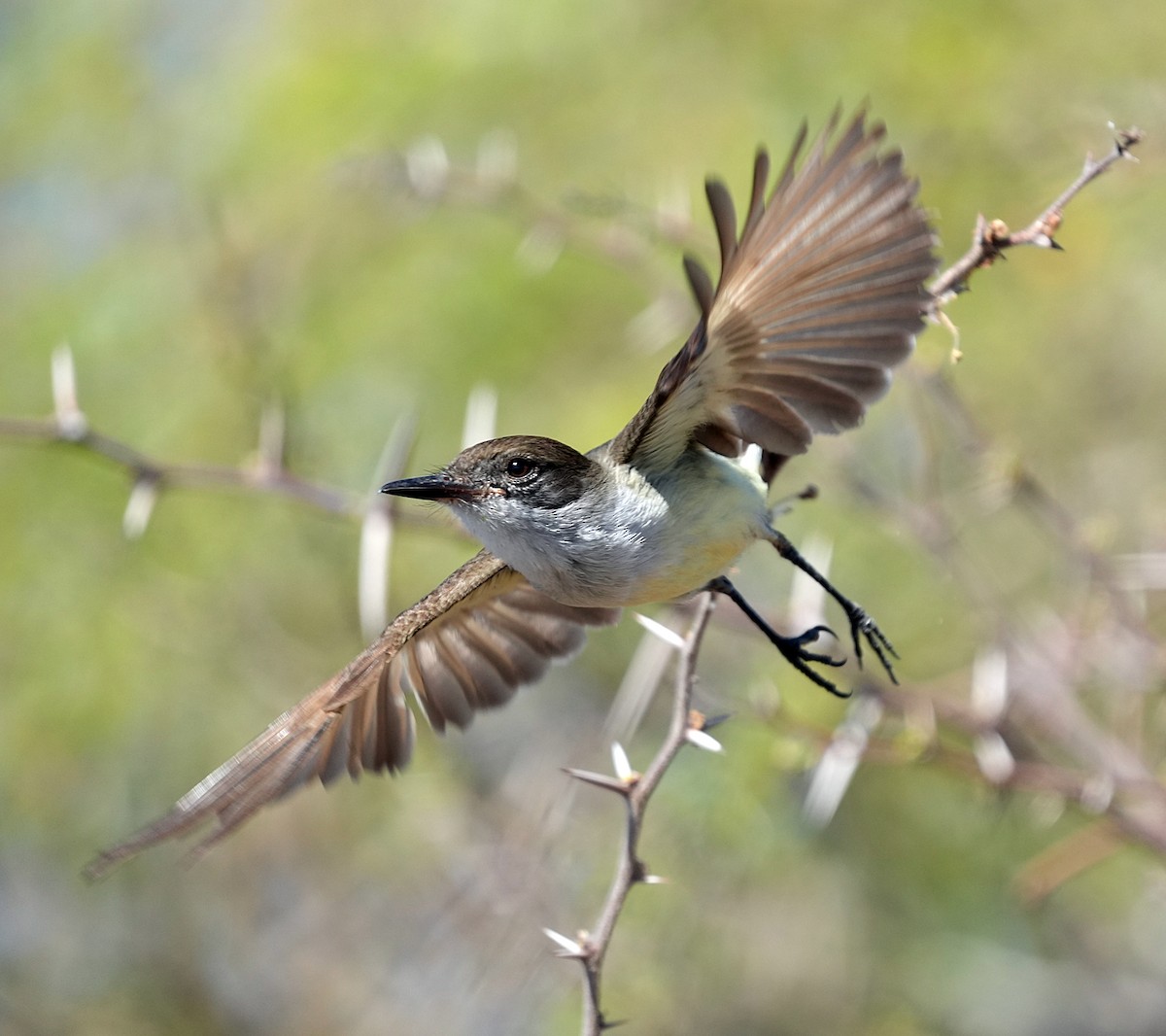 Stolid Flycatcher - ML637270253