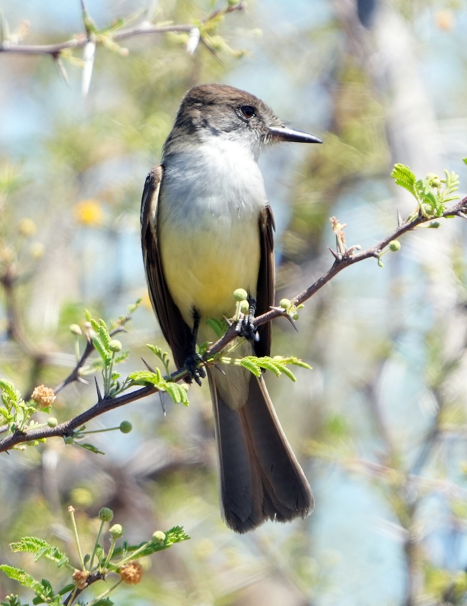 Stolid Flycatcher - ML637270254