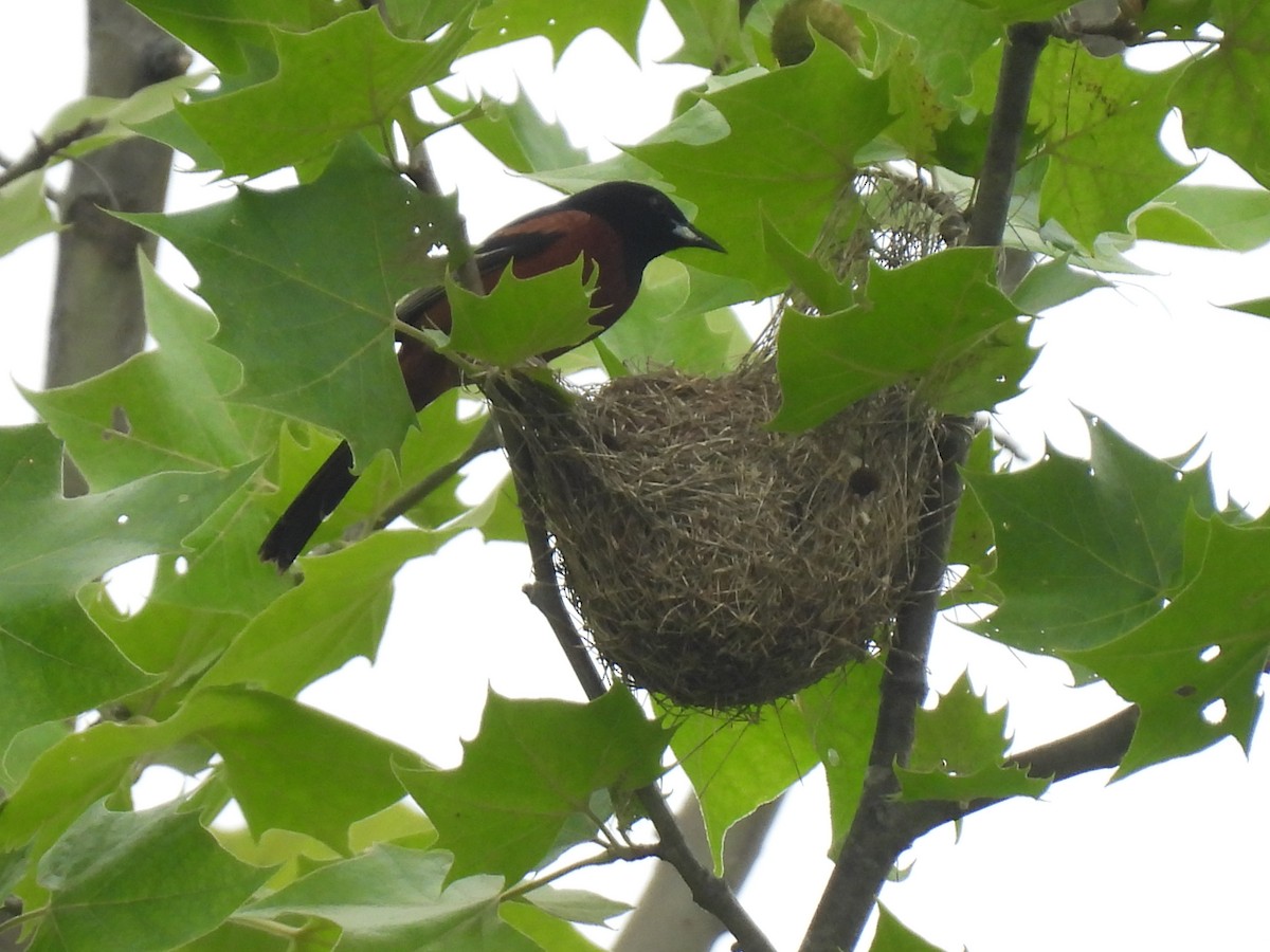 Orchard Oriole - ML637270296