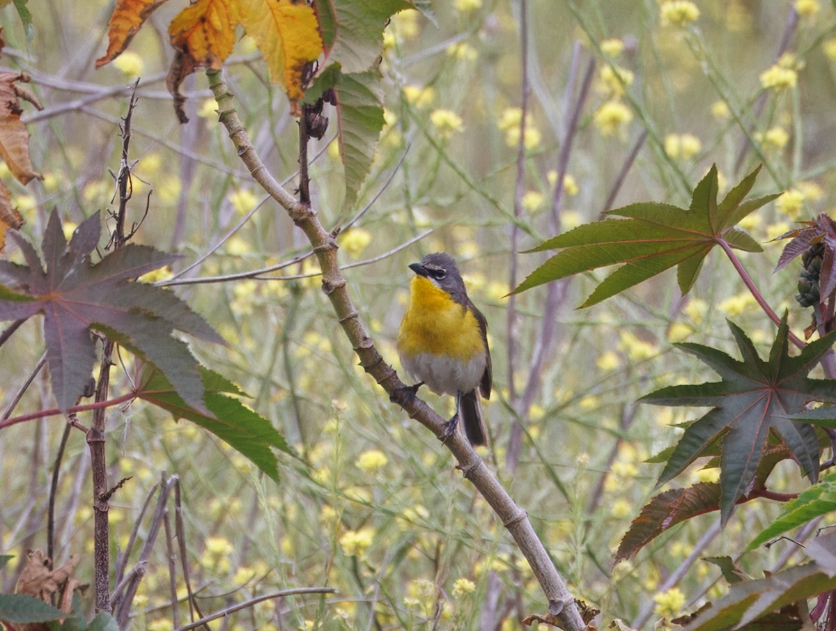 Yellow-breasted Chat - ML637270324
