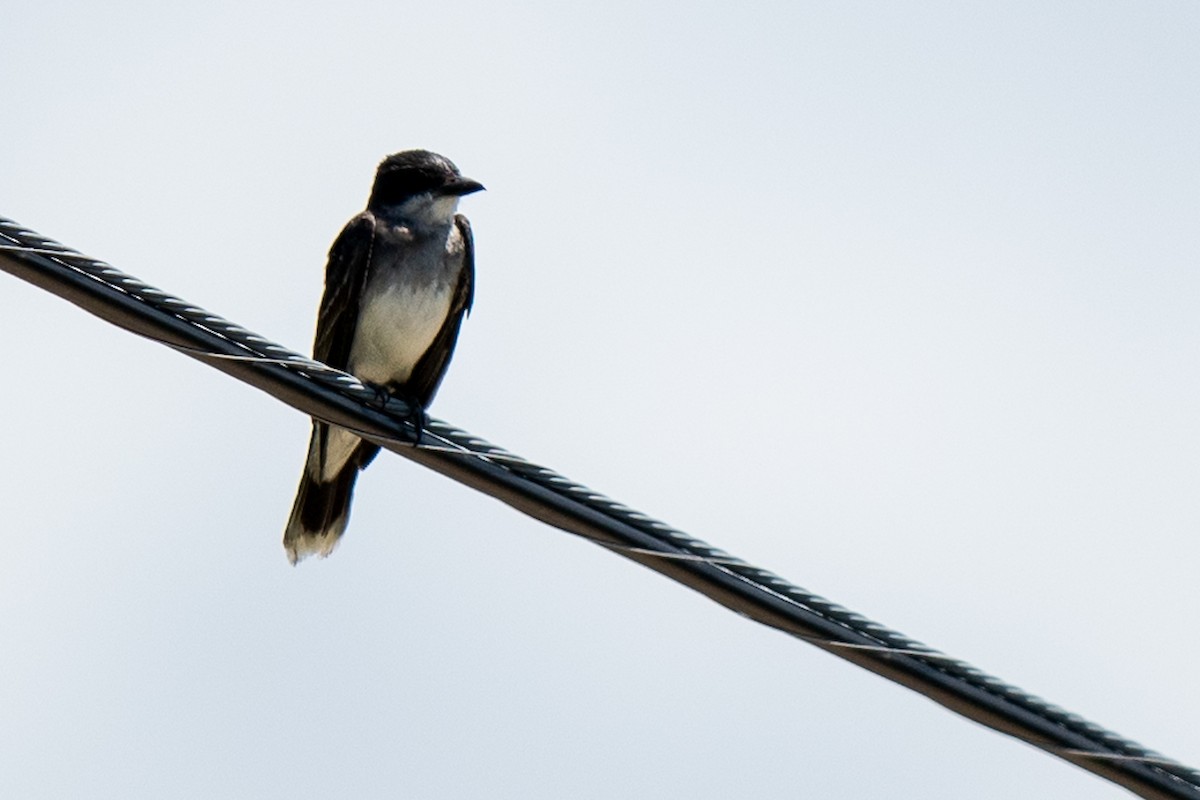 Eastern Kingbird - ML637270341