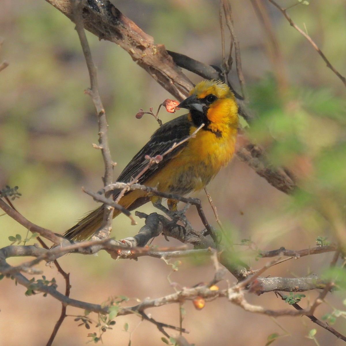Streak-backed Oriole - ML637270342
