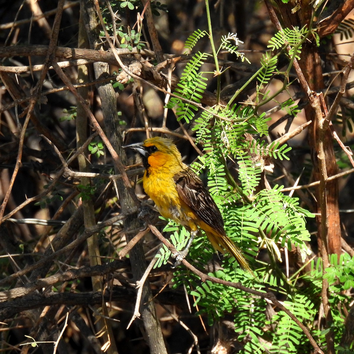 Streak-backed Oriole - ML637270343
