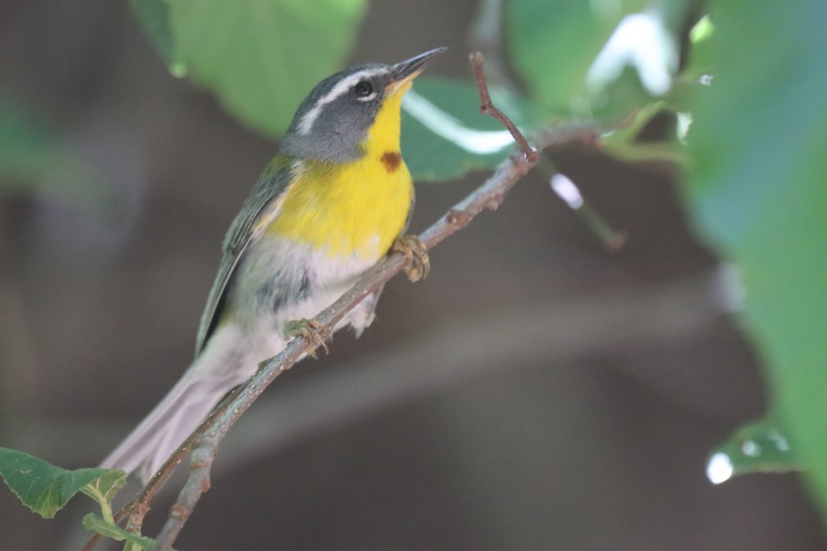 Crescent-chested Warbler - ML637270357
