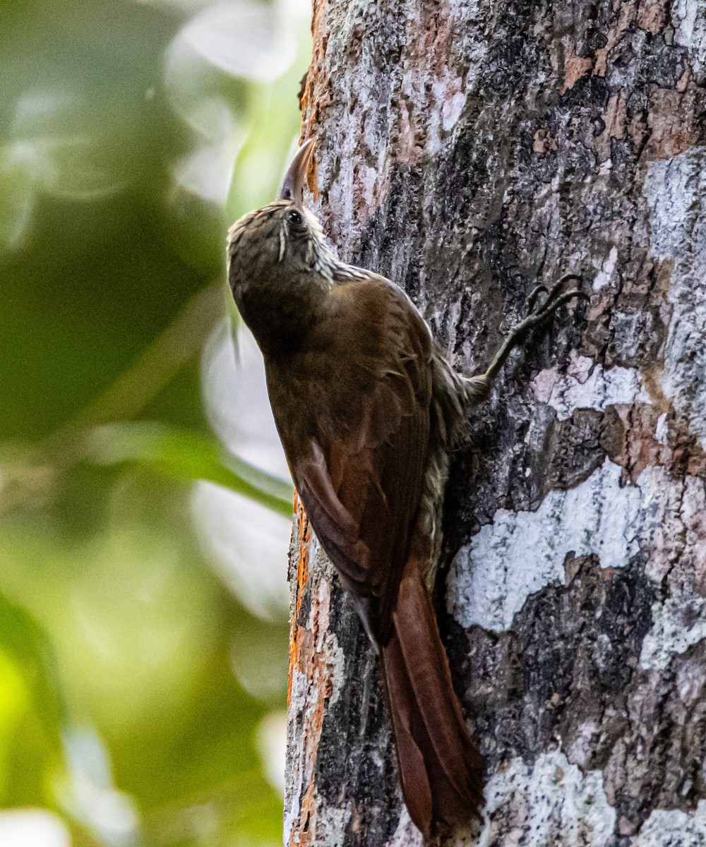 Dusky-capped Woodcreeper - ML637270365