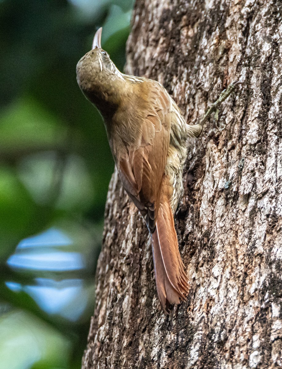 Dusky-capped Woodcreeper - ML637270366