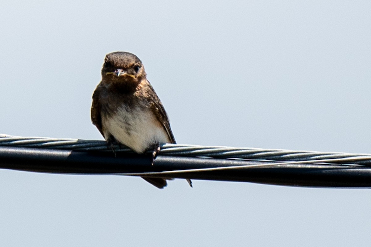 Cliff Swallow - ML637270396