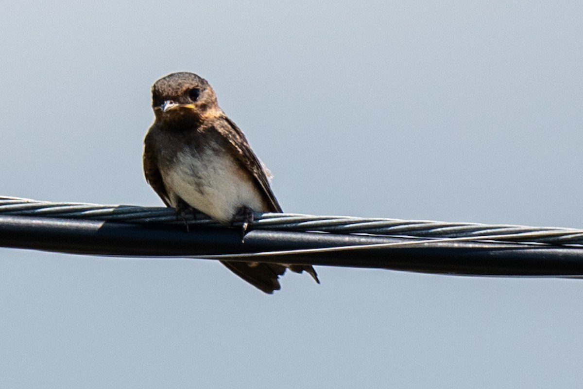 Cliff Swallow - ML637270397