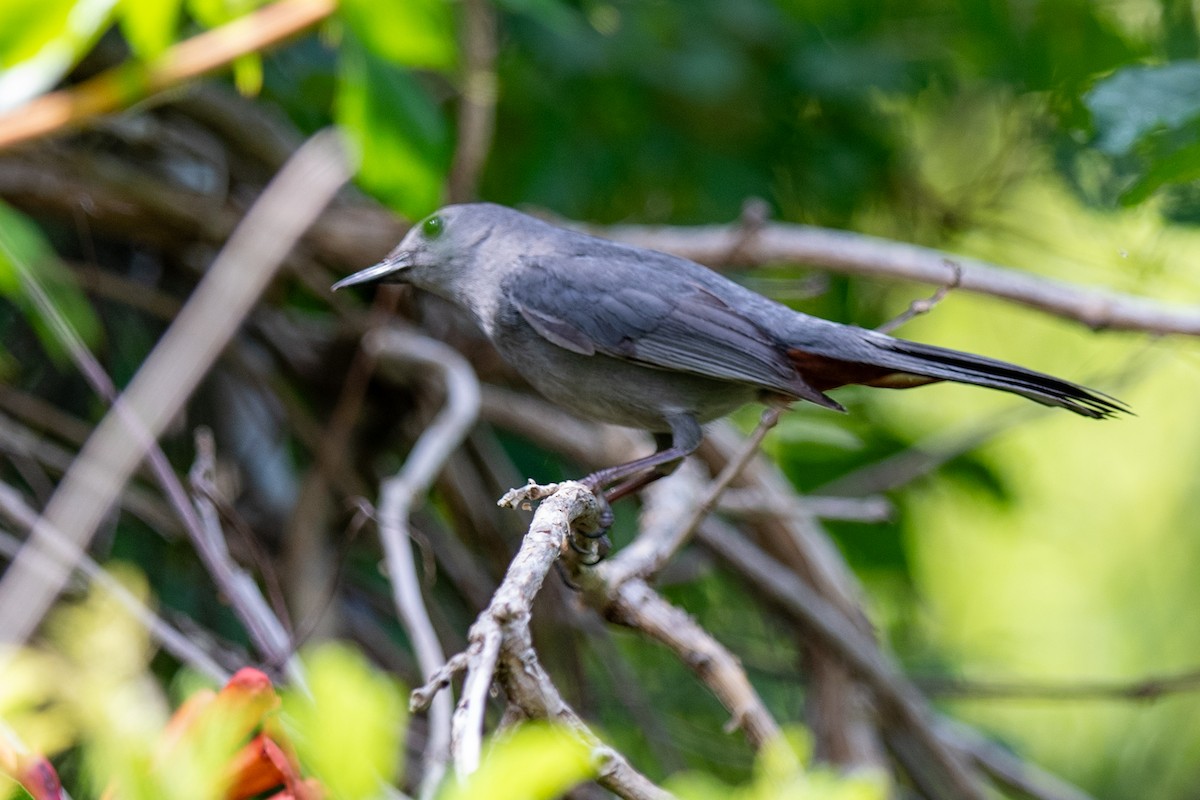 Gray Catbird - ML637270414