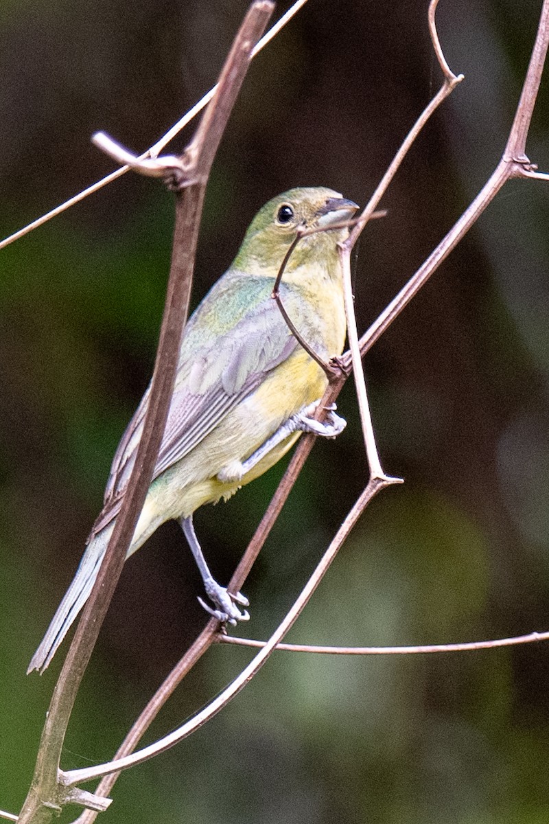 Painted Bunting - ML637270443