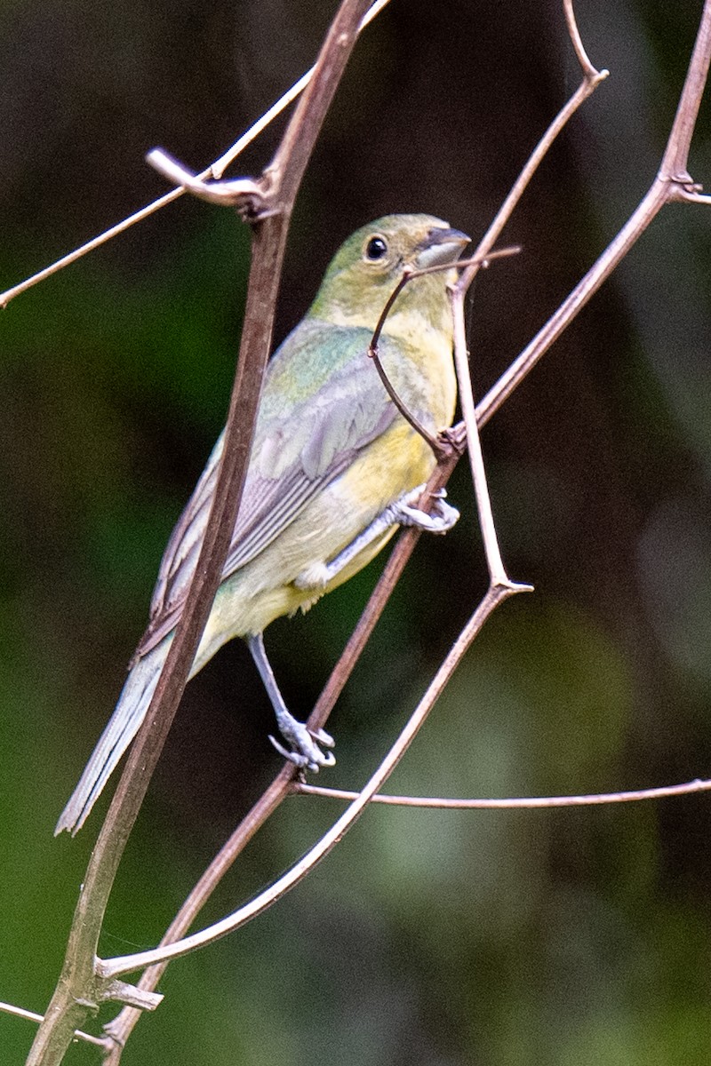 Painted Bunting - ML637270444