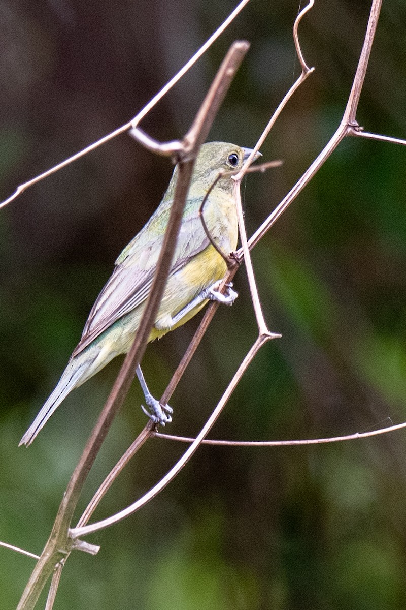 Painted Bunting - ML637270445