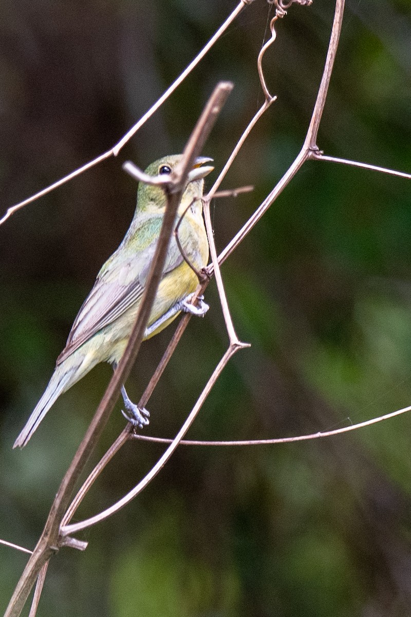 Painted Bunting - ML637270446